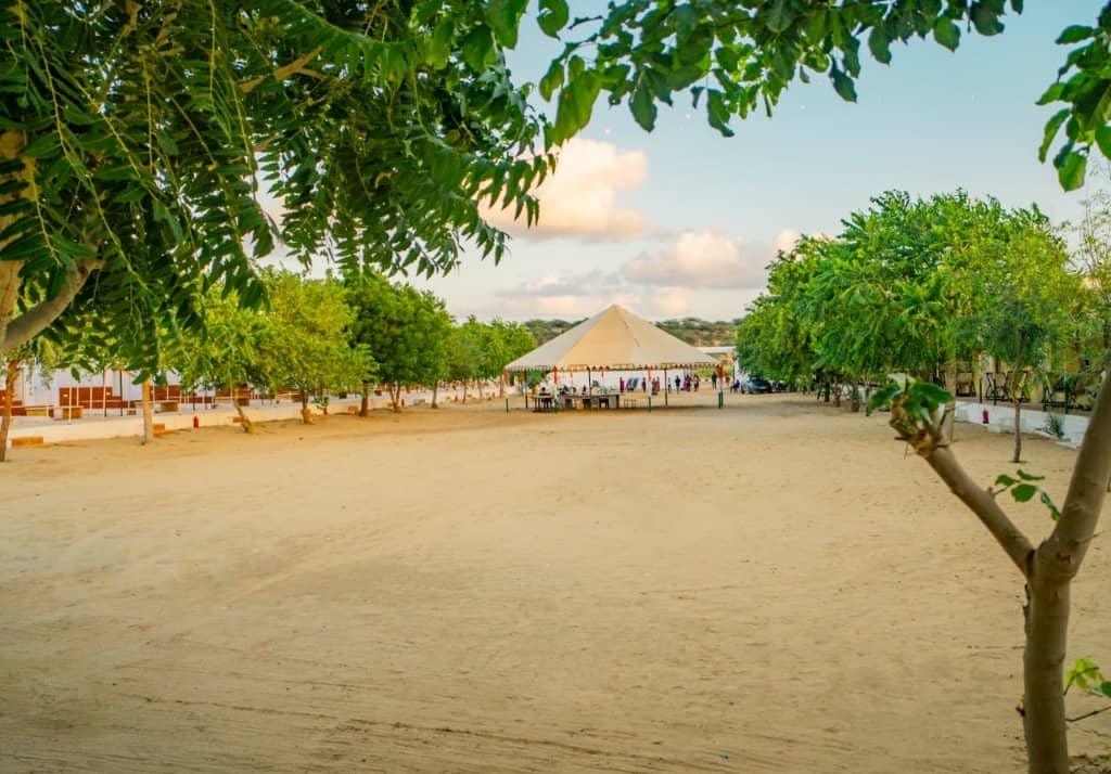 Sandy camp ground and a large tent among trees at a Jaisalmer desert hotel